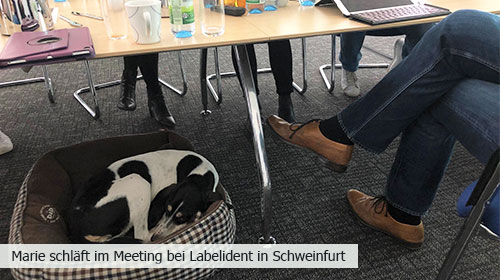 Bürohund Marie beim Meeting